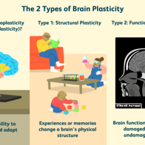 Neuroplasticity and Cognitive Enhancement: How Technology Can Improve Brain Function