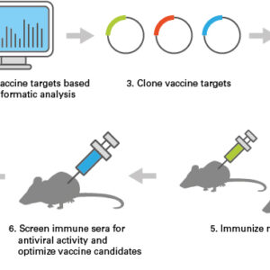 From Lab to Lifesaver: A Journey into Vaccine Development